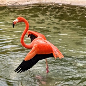 Flamingo