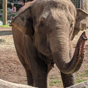 Elephant