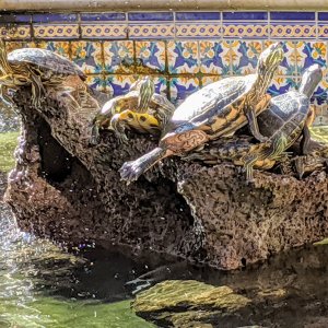 Red eared sliders