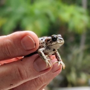 California toad