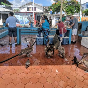 Galapagos fish market