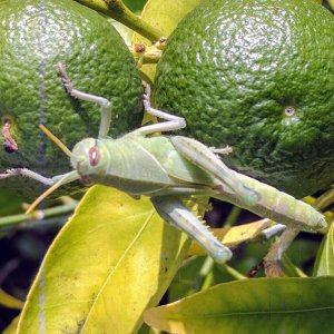 Grasshopper
