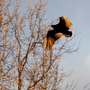 Turkey Vulture