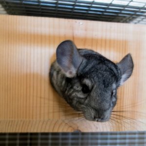 Chinchilla