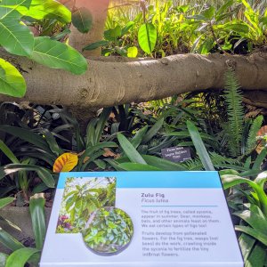 Zulu fig