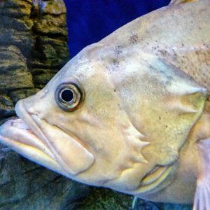 Black Rockfish