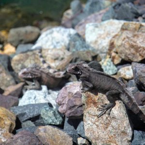 Iguanas