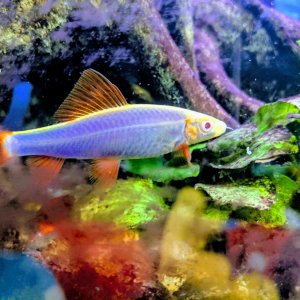 Rainbow shark