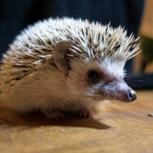 Hedgehog