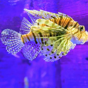 Lionfish