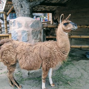 Llama