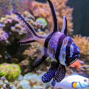 Banggai cardinalfish