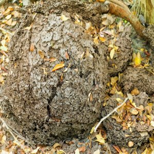 Termite nest