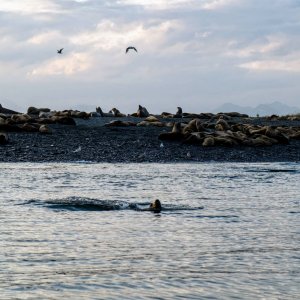 Steller sea lions