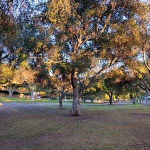 Coast live oaks