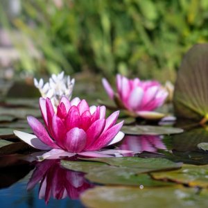 Water lily