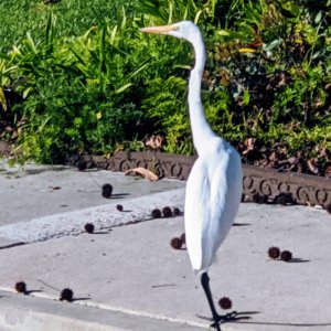 Egret