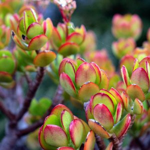 Crassula