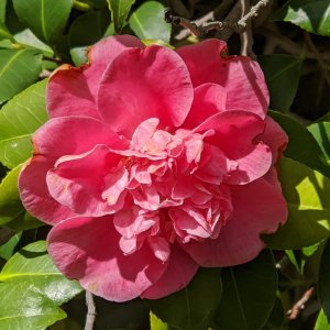 Camellia