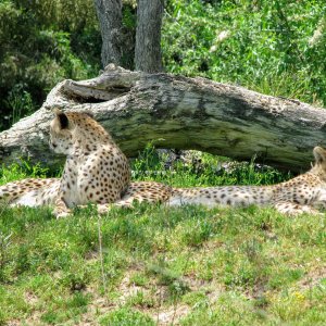 Cheetas