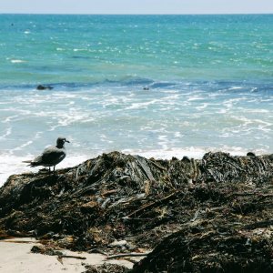 Gray gull