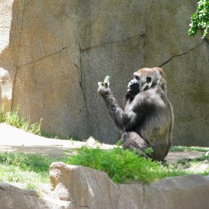 Gorilla