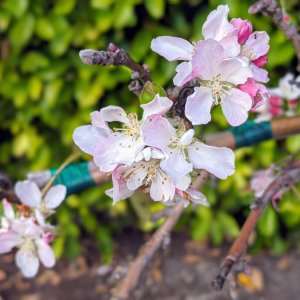 Apple blossoms