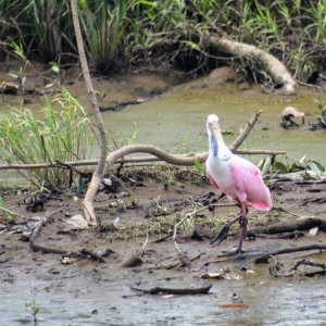Roseate spoonbill