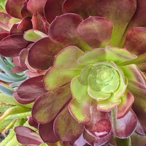 Aeonium