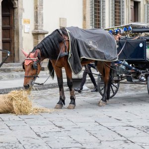 Horse drawn carriage