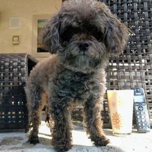 Poodle