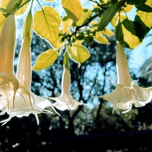 Angel's Trumpet Flowers
