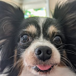 Stick one's tongue out
