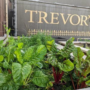 Trevor's at the tracks