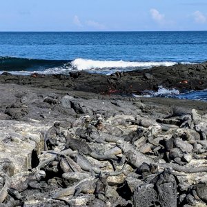 Galapagos marine iguanas