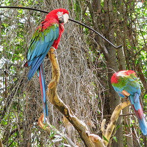 Green wing macaws