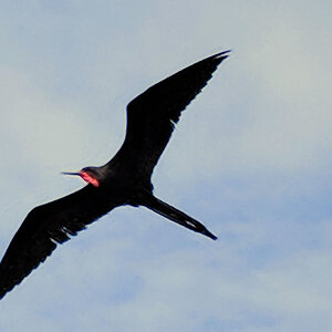 Frigatebird