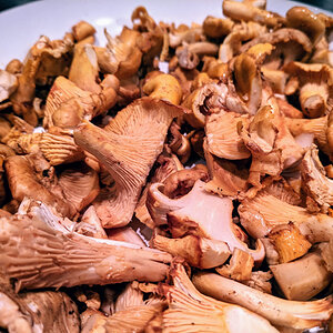 Chantrelle mushrooms