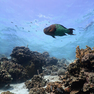 Rainbow parrotfish