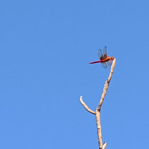 Dragonfly