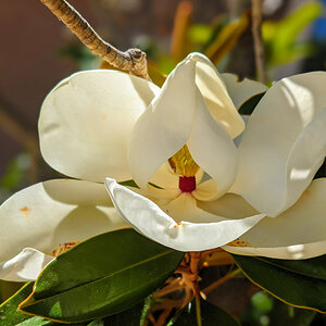 Magnolia