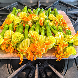 Zucchini blossoms