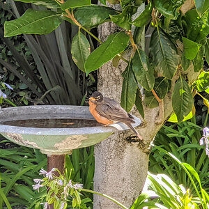 American Robin