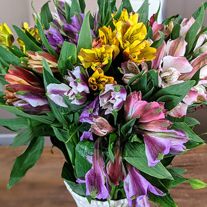 Alstroemeria