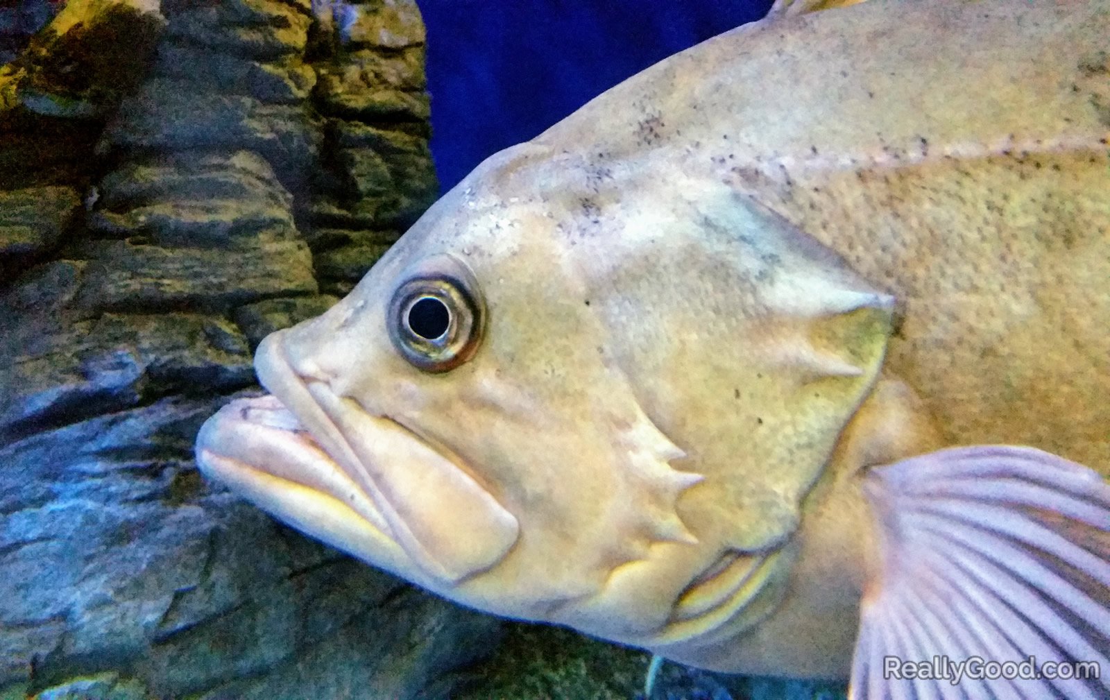 Black Rockfish
