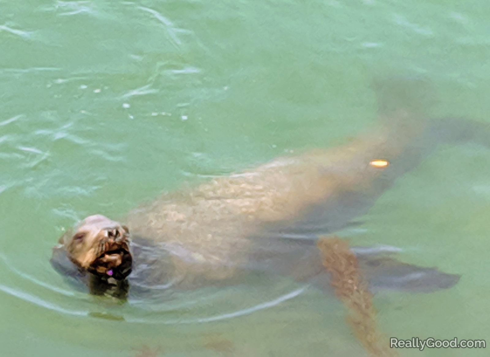 California sea lion at Dana Point Harbor