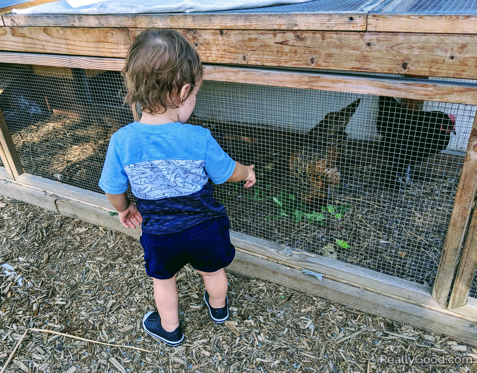 Chickens