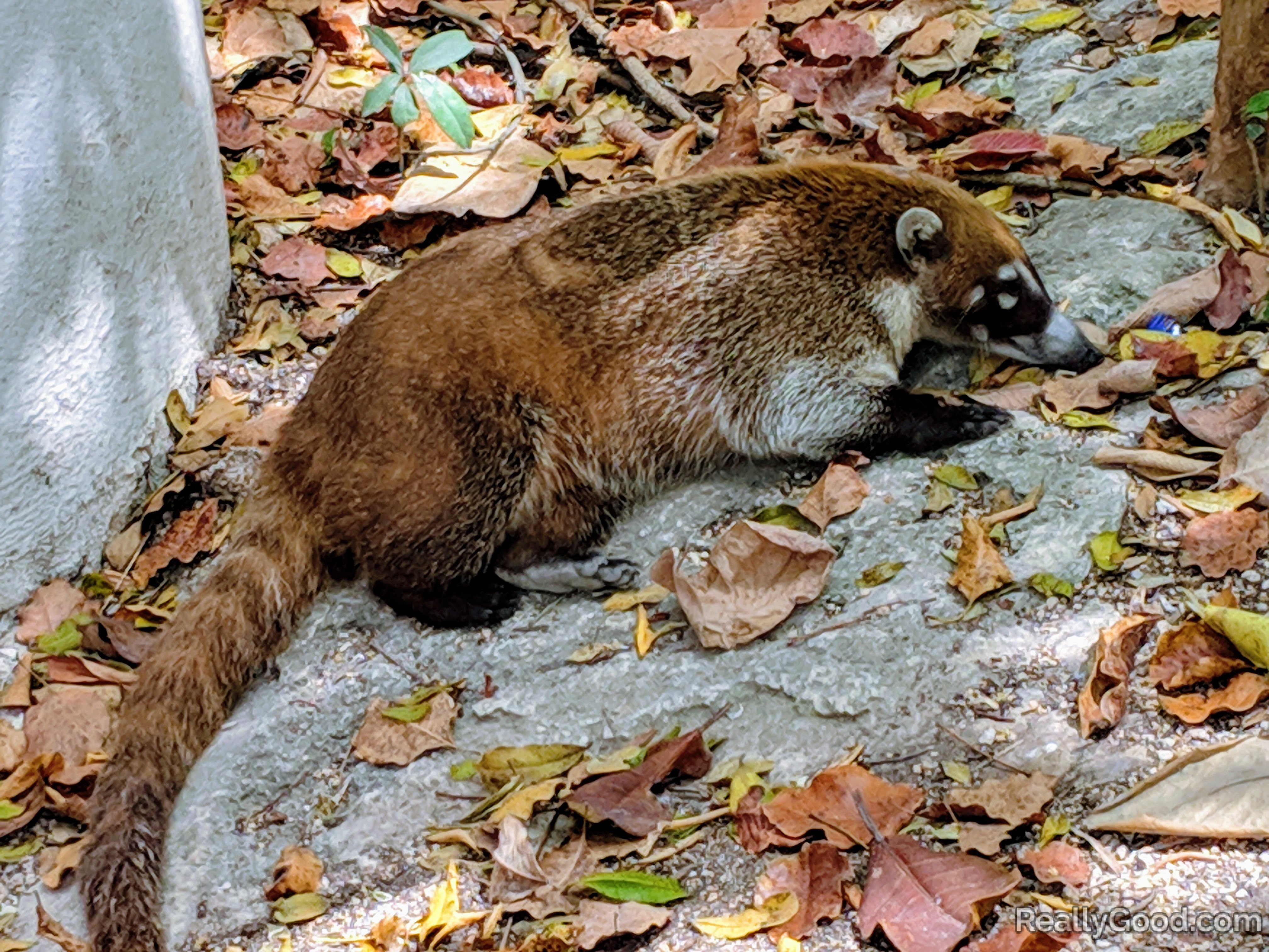 Cozumel Island Coati