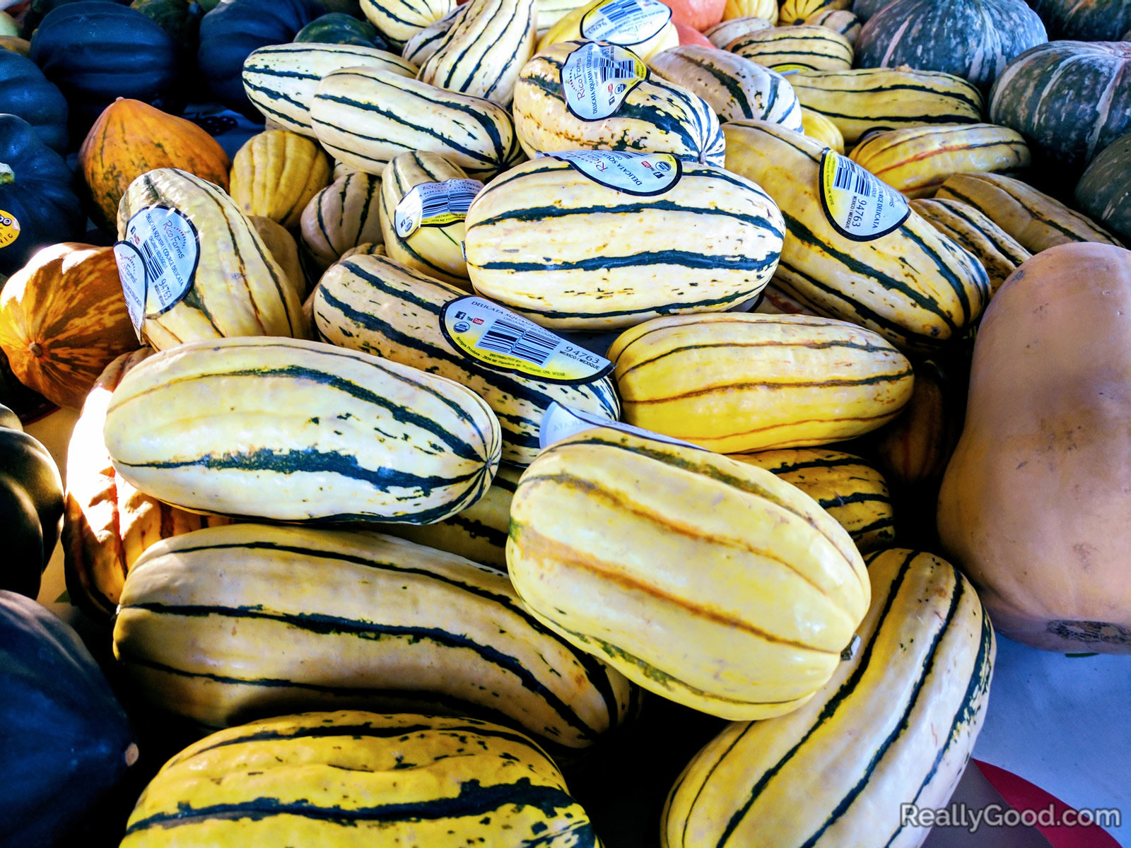 Delicata squash