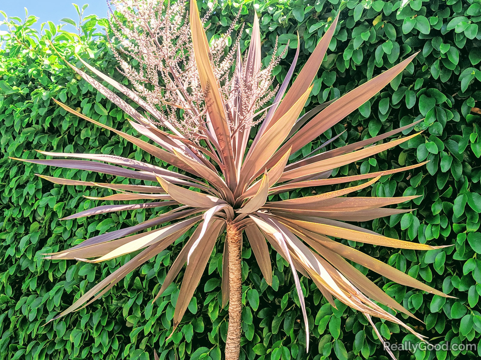 Dracaena